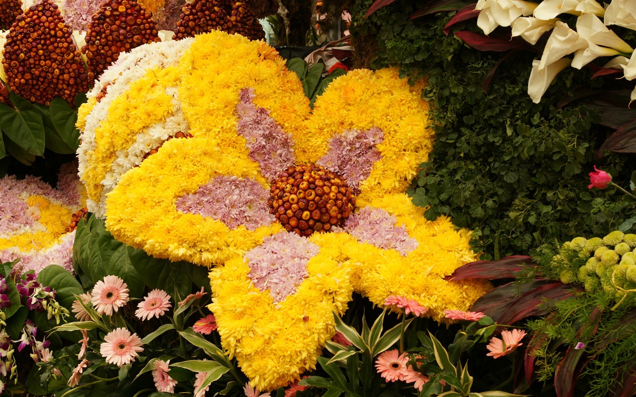 Barevné květy zdobí tapety (1) #15 - 1280x800