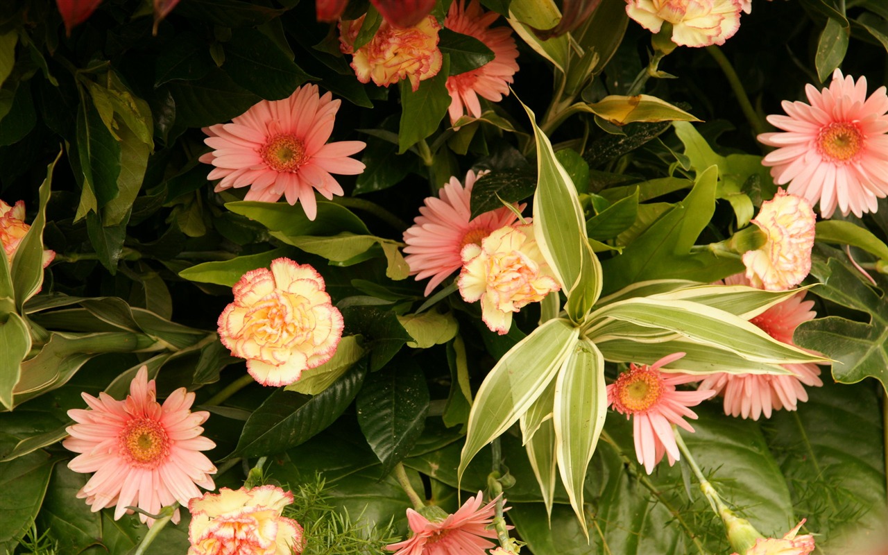 七彩花朵裝飾 壁紙(一) #17 - 1280x800