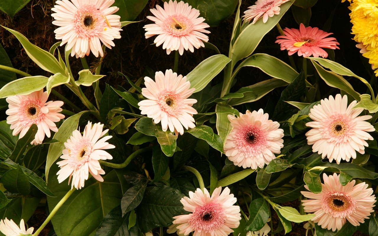 fleurs colorées décorent fond d'écran (2) #1 - 1280x800