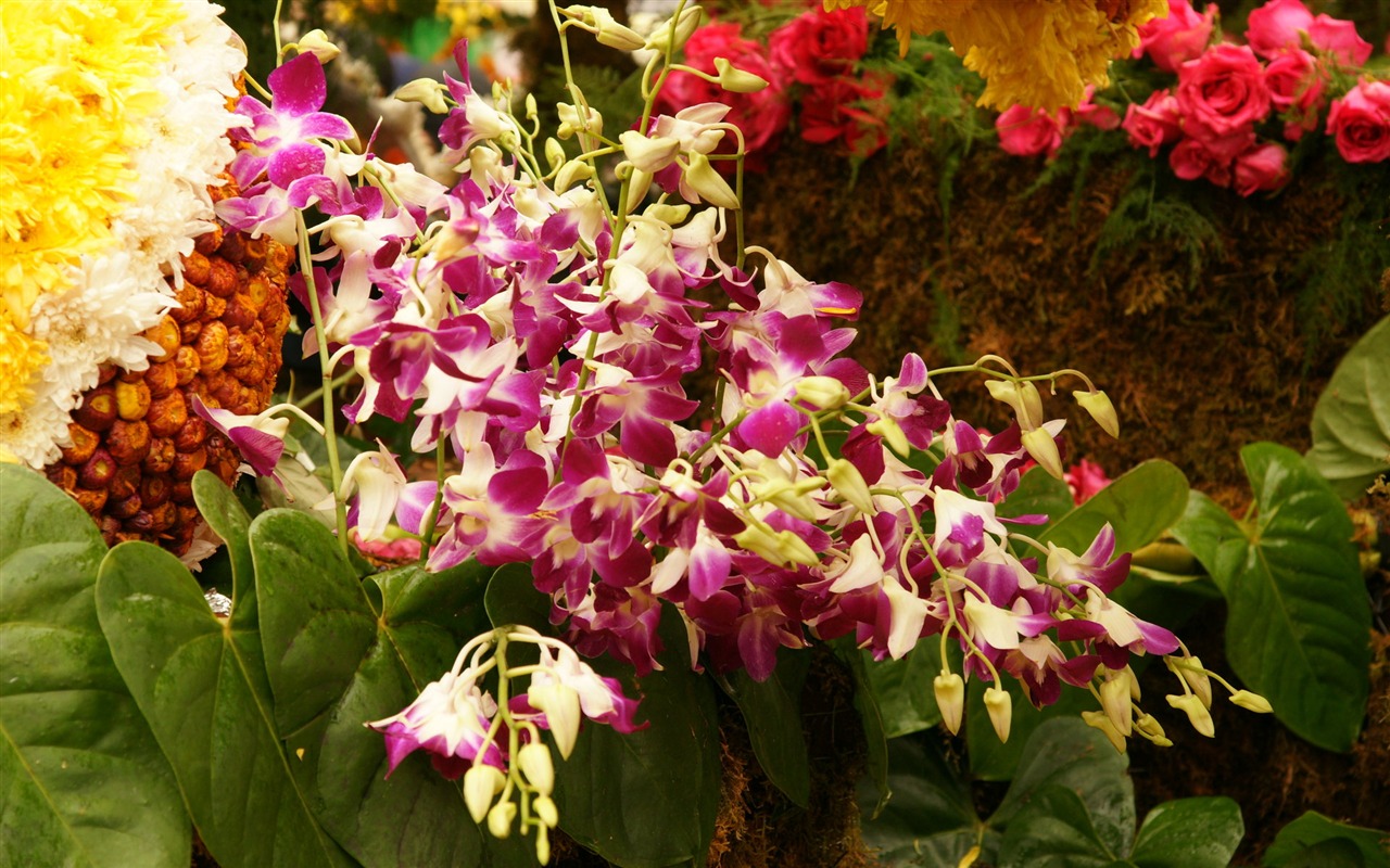 Barevné květy zdobí tapety (2) #11 - 1280x800
