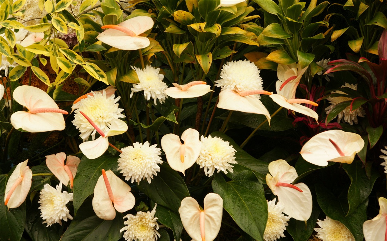 fleurs colorées décorent fond d'écran (2) #19 - 1280x800