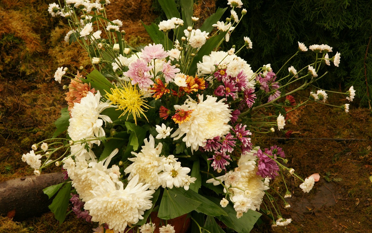 fleurs colorées décorent fond d'écran (3) #1 - 1280x800