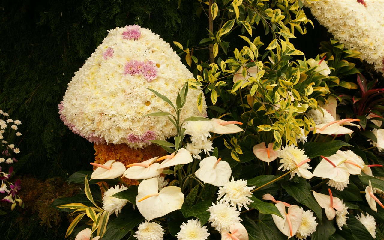 七彩花朵裝飾 壁紙(三) #2 - 1280x800