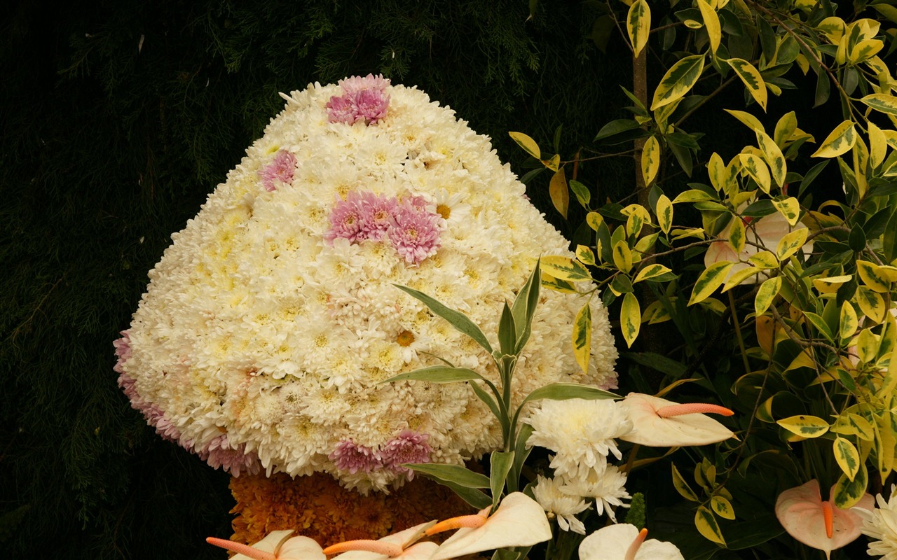 七彩花朵裝飾 壁紙(三) #3 - 1280x800