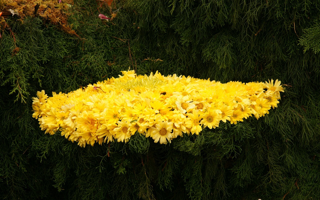 七彩花朵裝飾 壁紙(三) #5 - 1280x800
