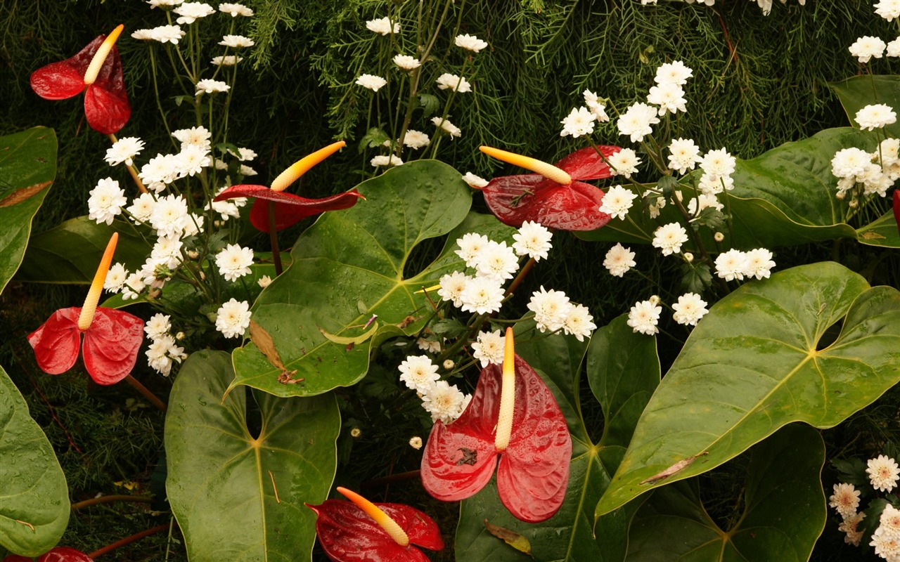 七彩花朵裝飾 壁紙(三) #6 - 1280x800