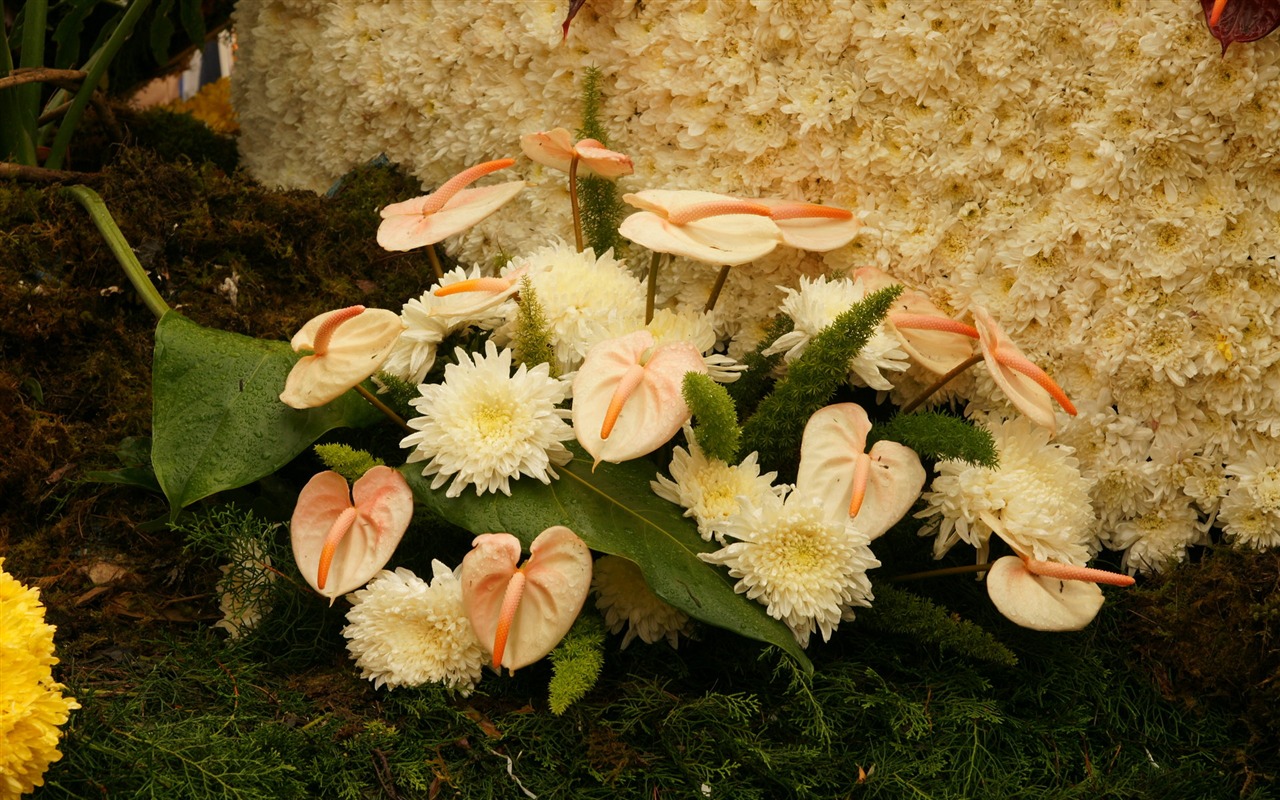 Bunte Blumen schmücken Tapete (3) #8 - 1280x800