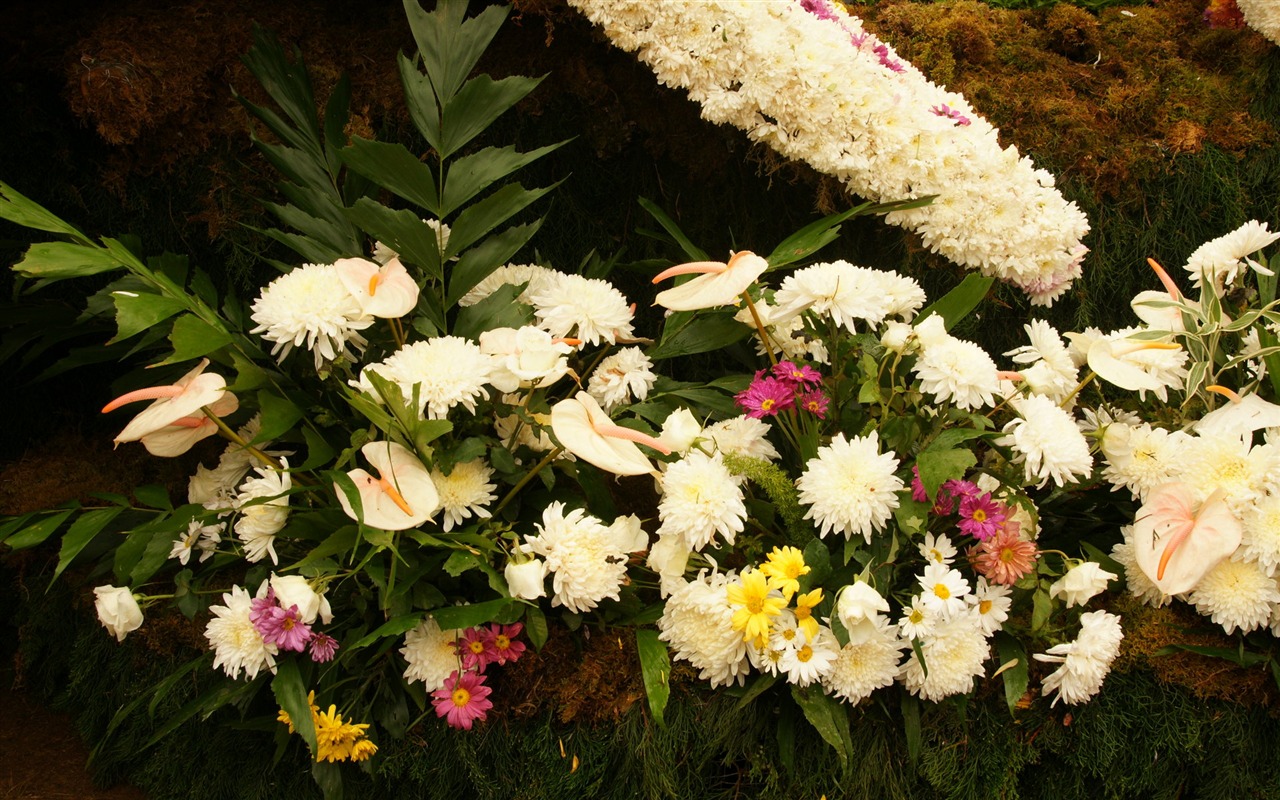 七彩花朵裝飾 壁紙(三) #9 - 1280x800