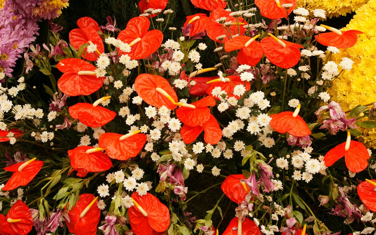 Colorful flowers decorate wallpaper (3) #13 - 1280x800