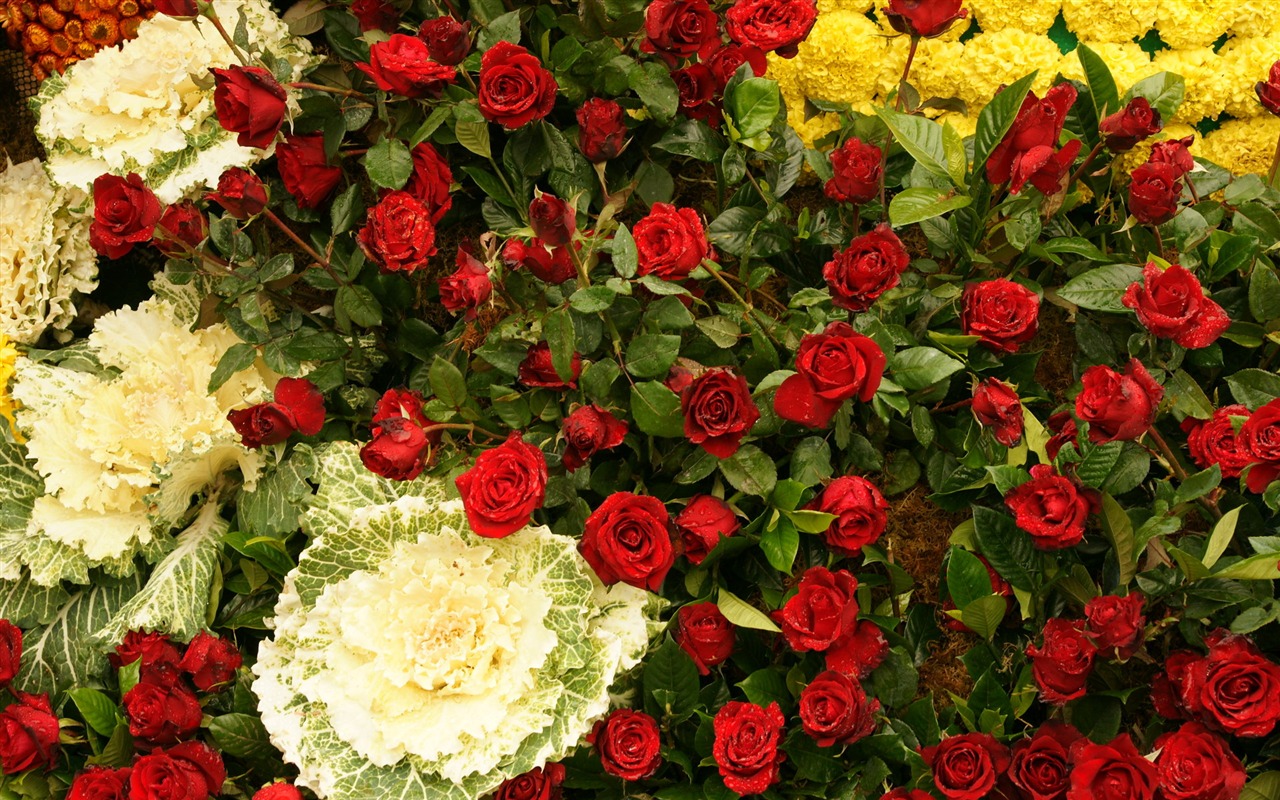 七彩花朵裝飾 壁紙(三) #18 - 1280x800
