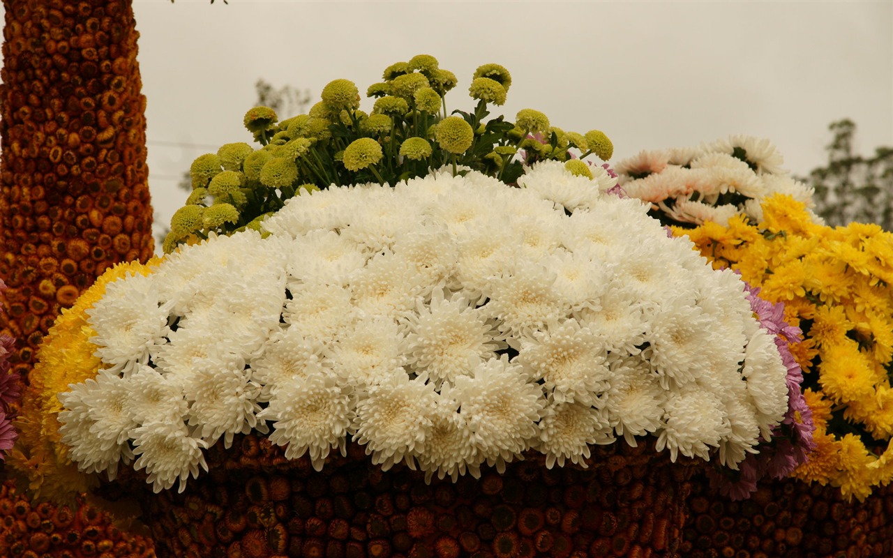七彩花朵装饰 壁纸(三)20 - 1280x800