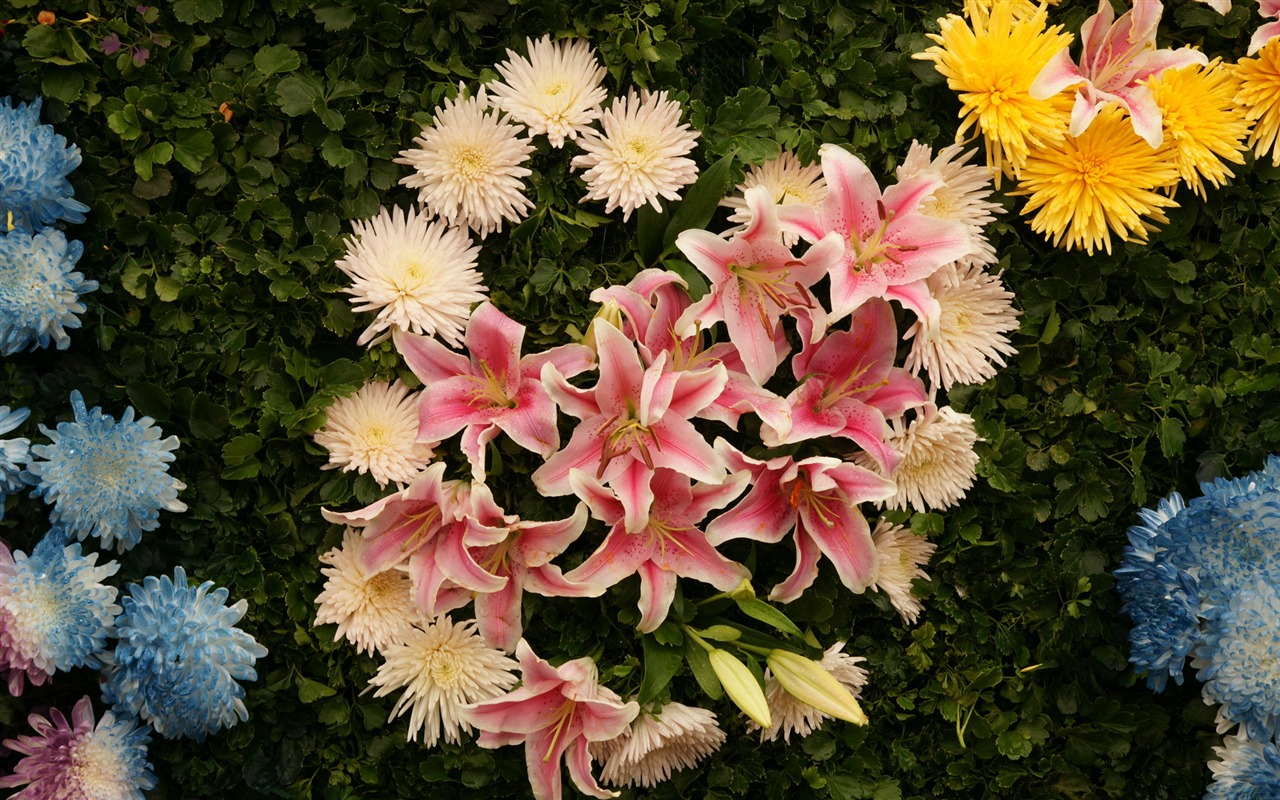 fleurs colorées décorent fond d'écran (4) #4 - 1280x800