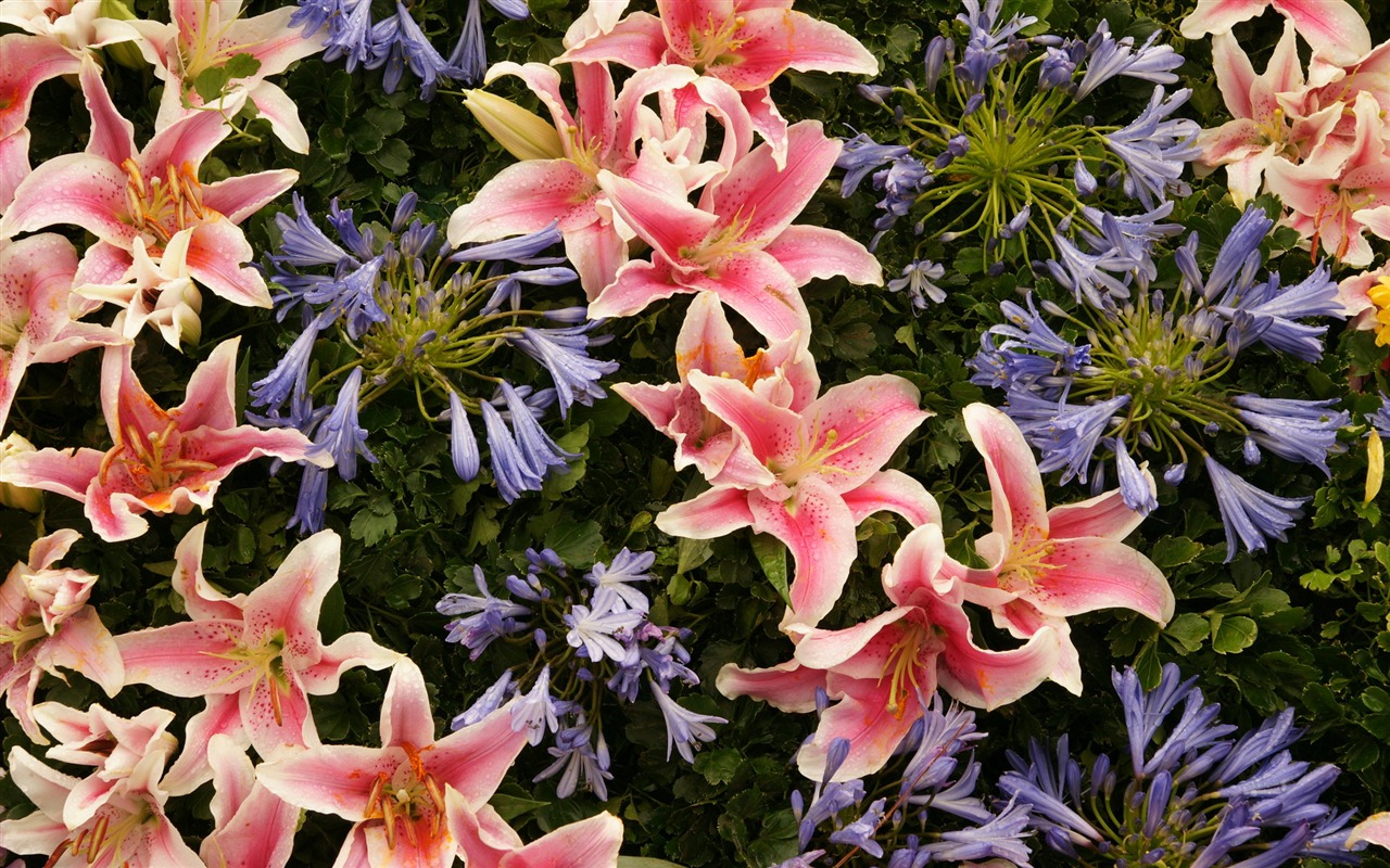 fleurs colorées décorent fond d'écran (4) #6 - 1280x800