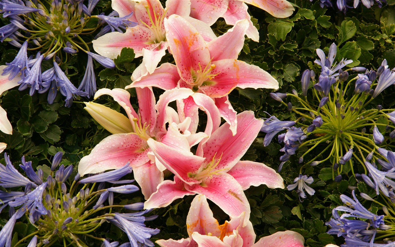 fleurs colorées décorent fond d'écran (4) #7 - 1280x800
