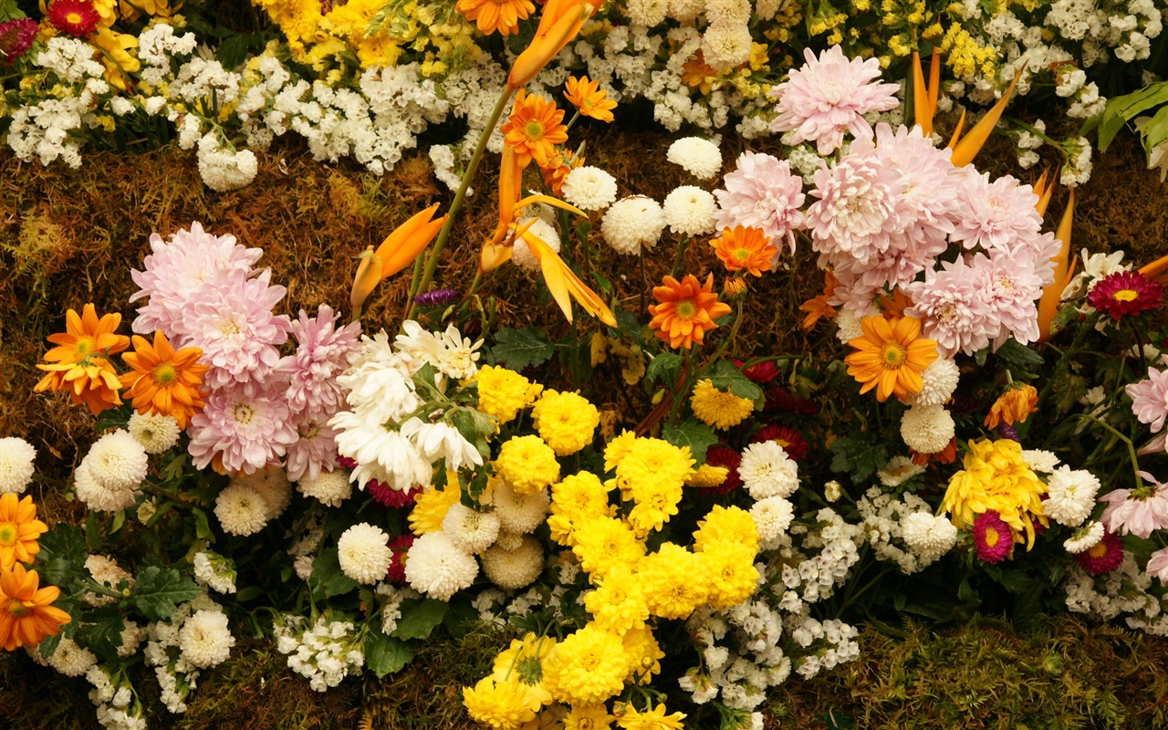 fleurs colorées décorent fond d'écran (4) #9 - 1280x800