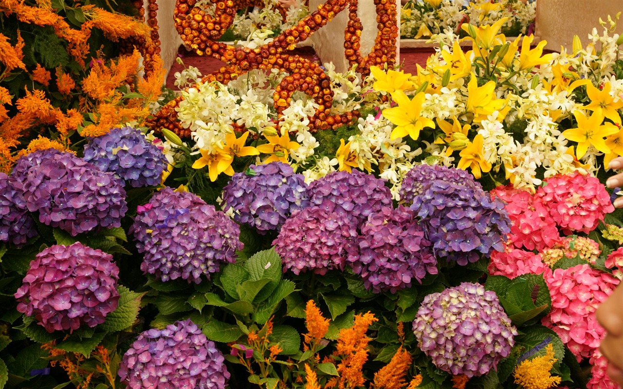 fleurs colorées décorent fond d'écran (4) #14 - 1280x800