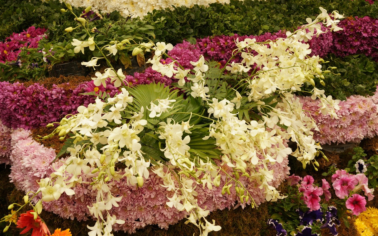 fleurs colorées décorent fond d'écran (4) #20 - 1280x800