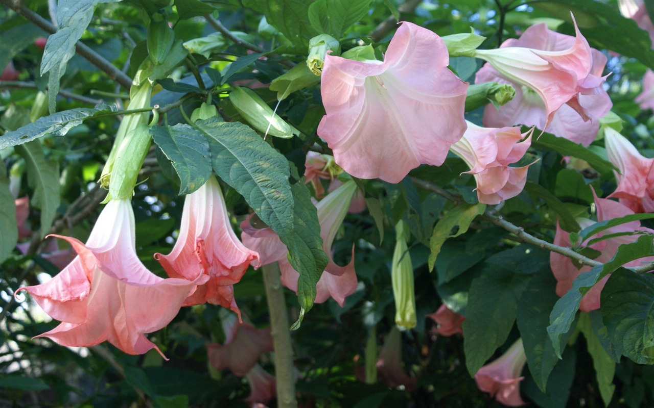 宽屏鲜花特写 壁纸(31)1 - 1280x800