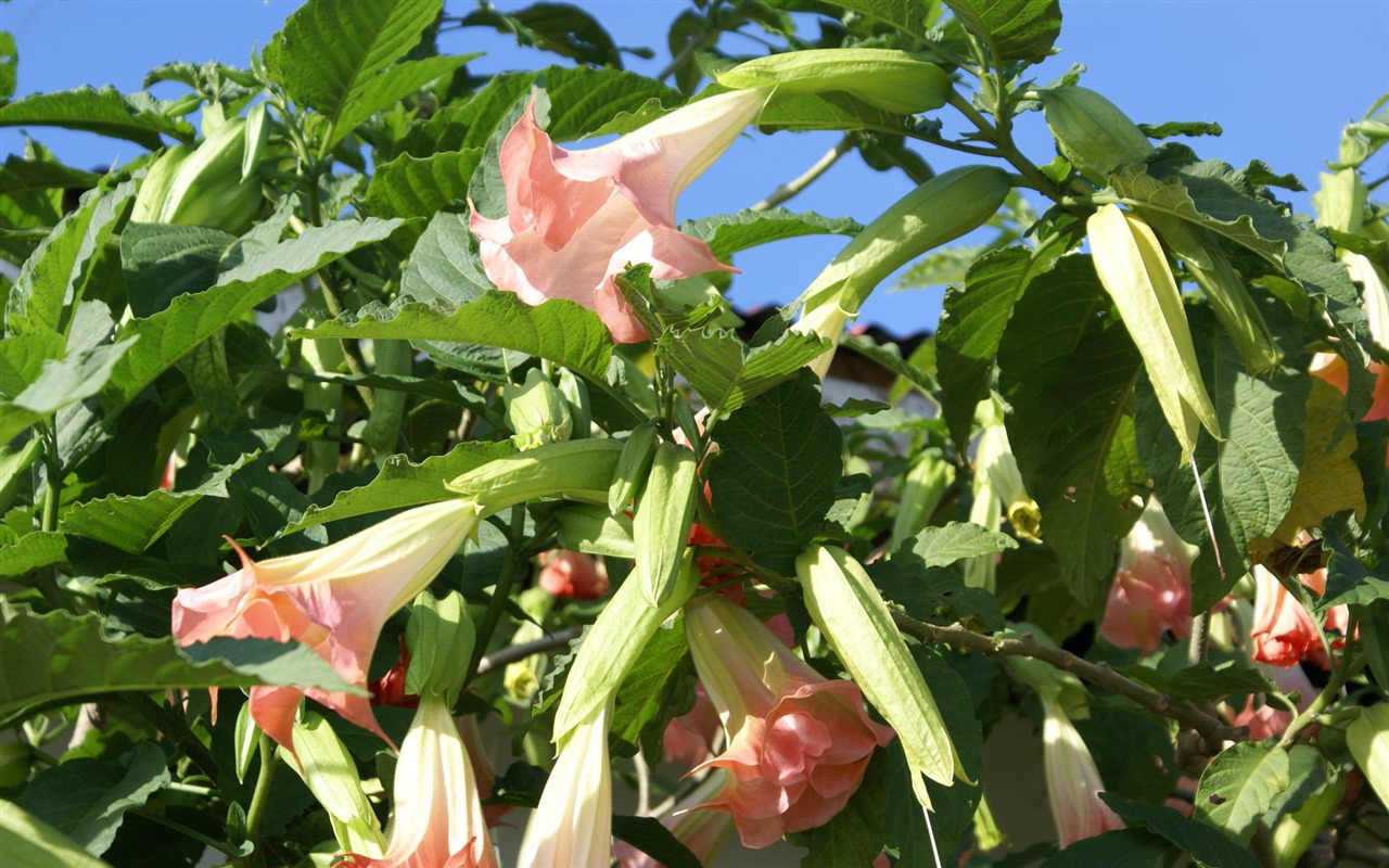 宽屏鲜花特写 壁纸(31)2 - 1280x800