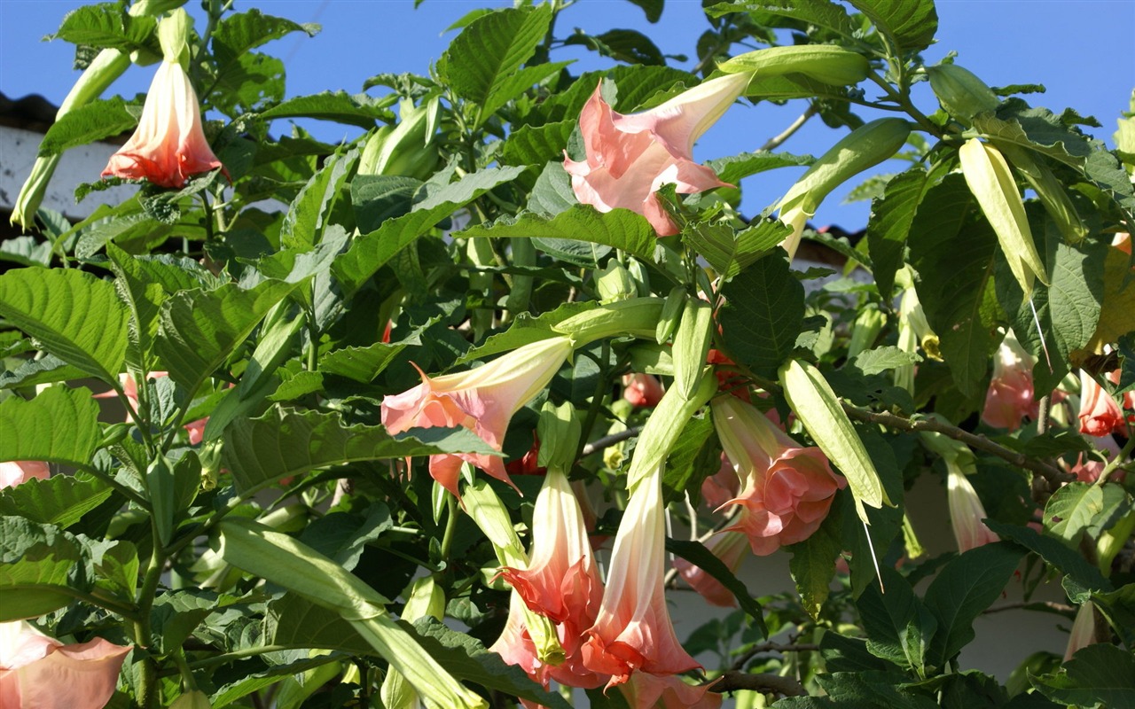 宽屏鲜花特写 壁纸(31)3 - 1280x800