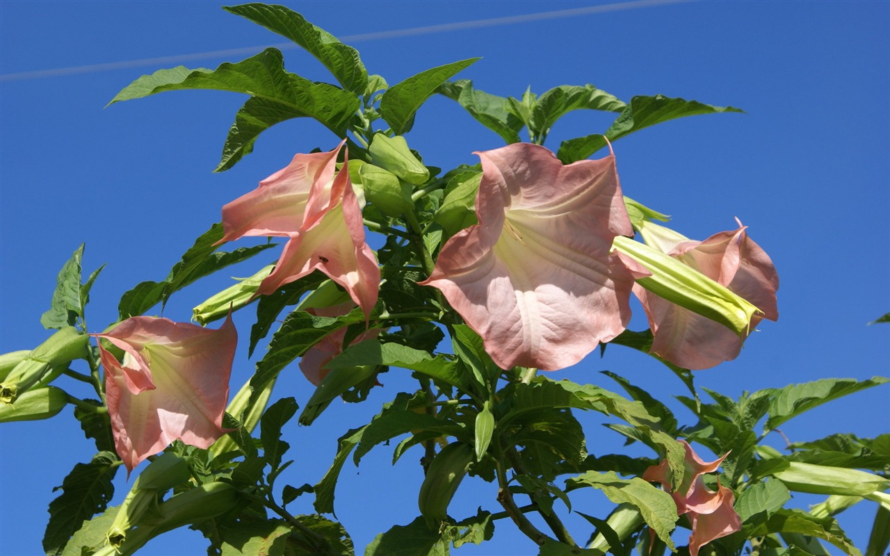 宽屏鲜花特写 壁纸(31)6 - 1280x800