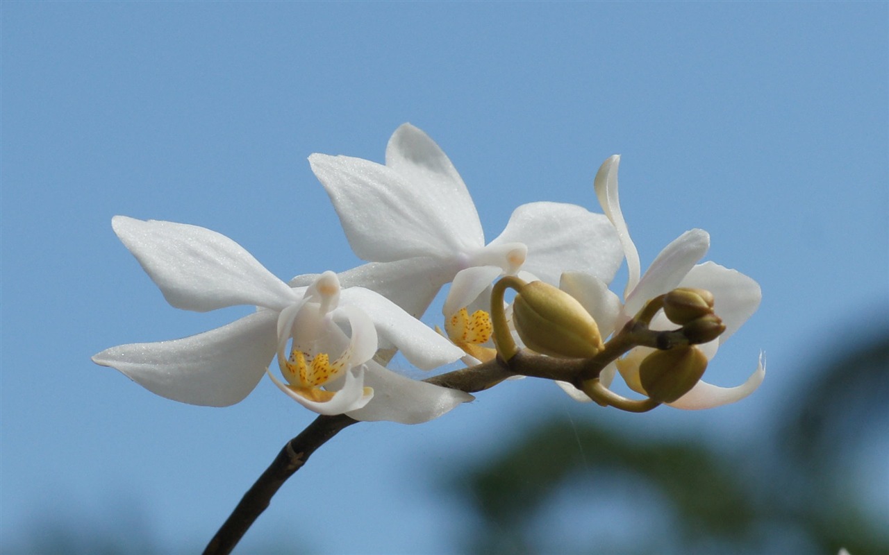 宽屏鲜花特写 壁纸(31)10 - 1280x800