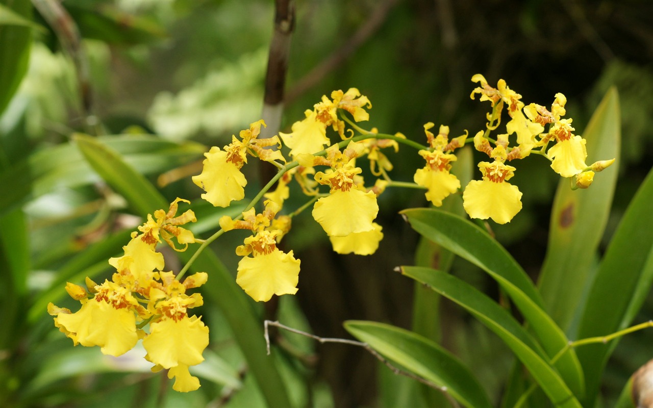 ワイドスクリーンの壁紙の花に近い(31)を開く #12 - 1280x800