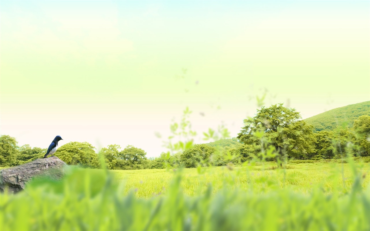 綠色與自然 壁紙(二) #4 - 1280x800