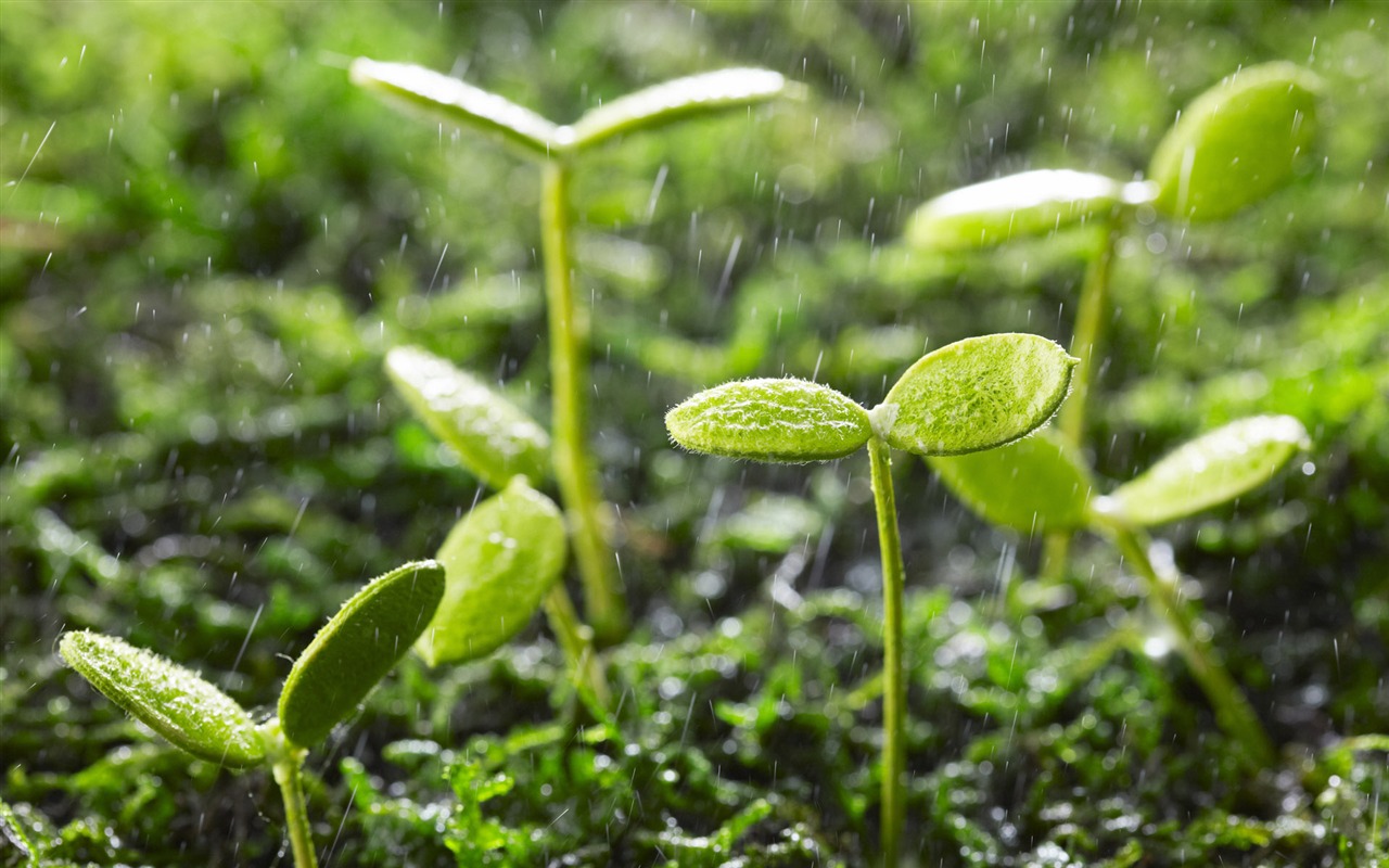 Green and Natural Wallpaper (3) #10 - 1280x800