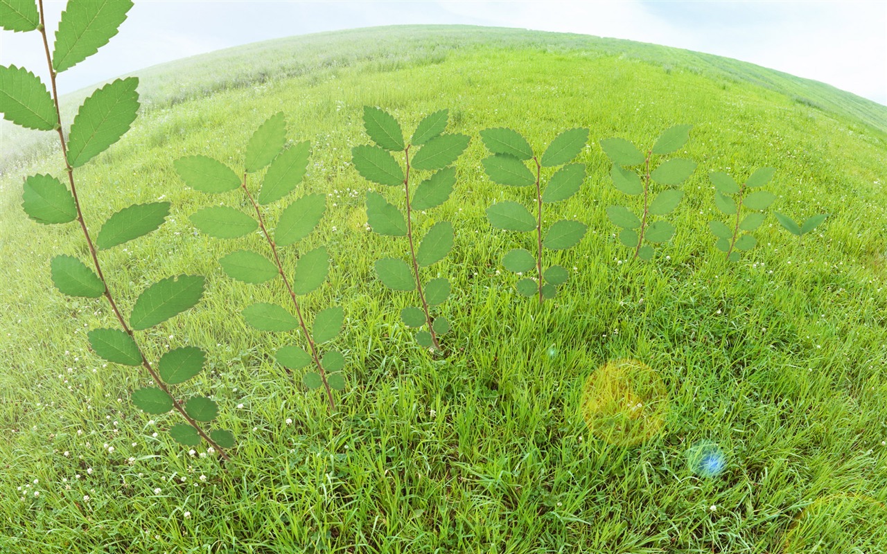 Green et de papier peint naturelles (3) #16 - 1280x800