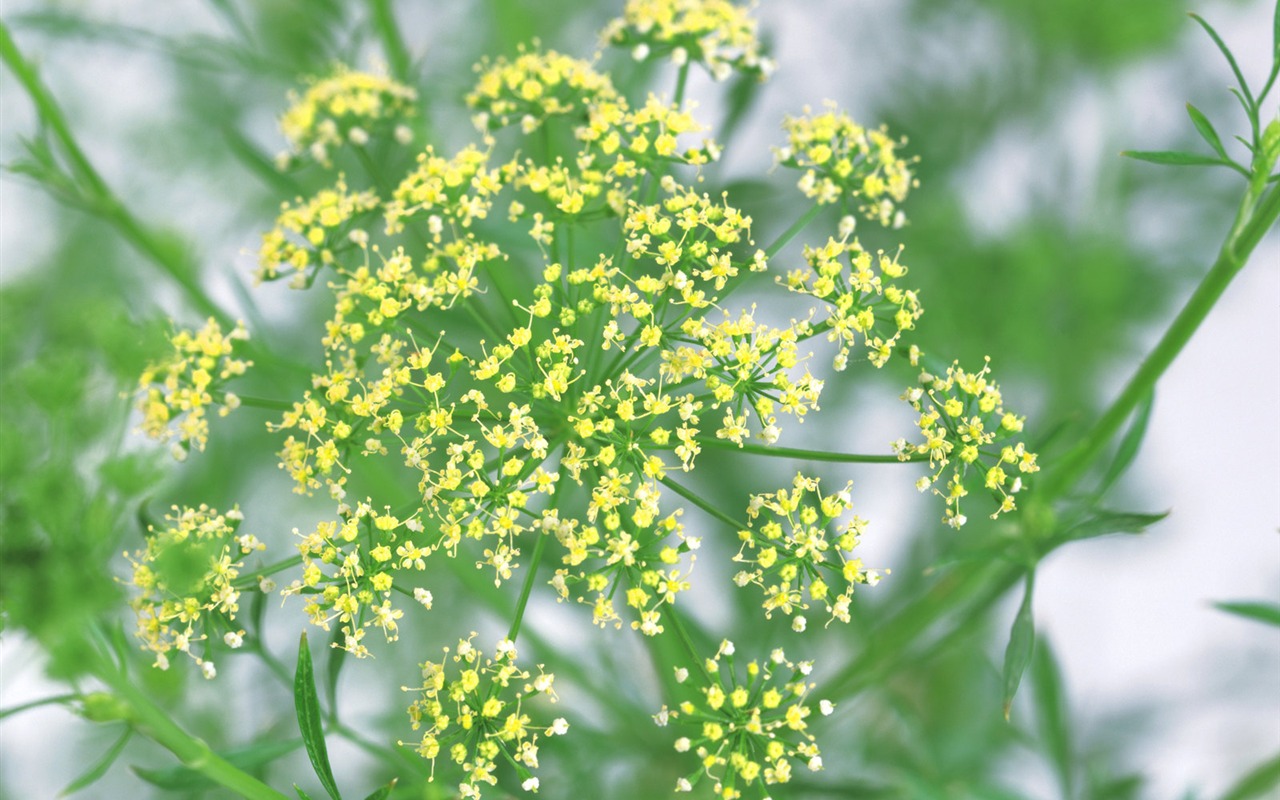 Herbal-life wallpapers #7 - 1280x800