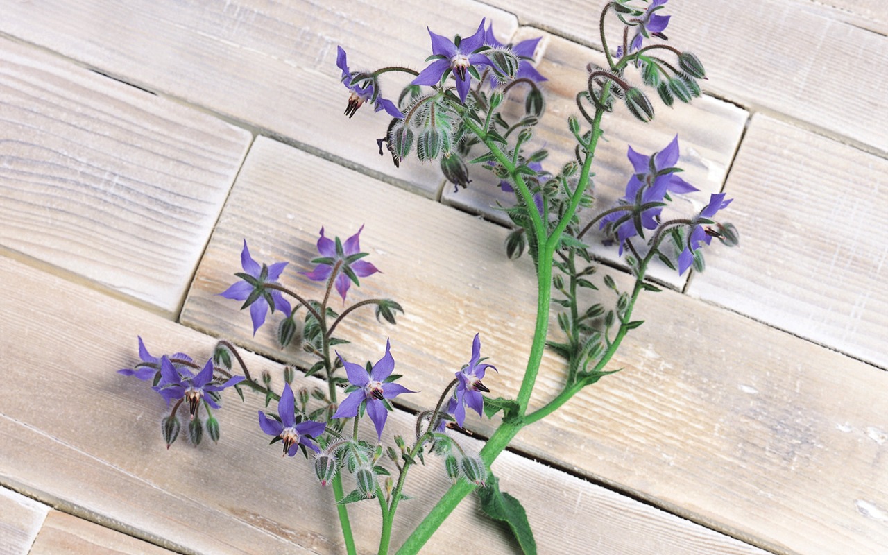 Herbal-life wallpapers #9 - 1280x800