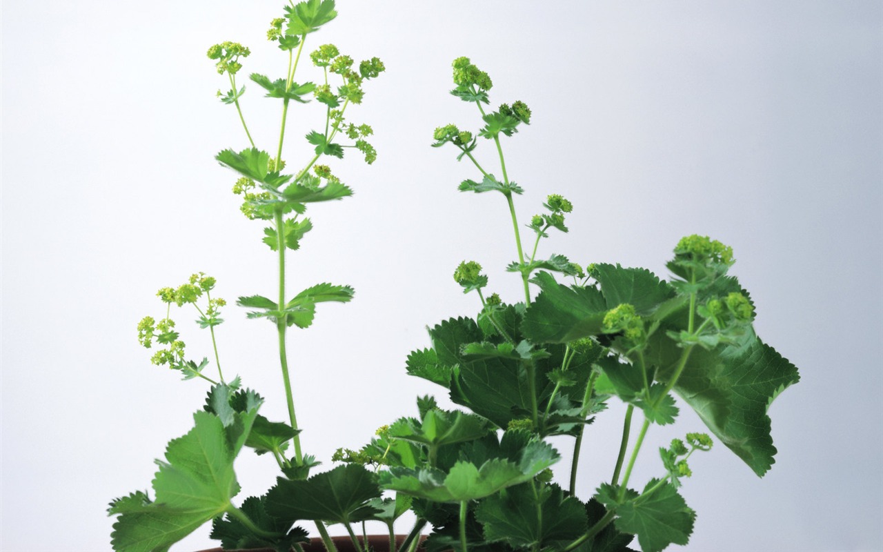 Herbal-life wallpapers #16 - 1280x800
