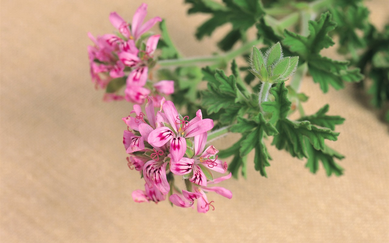 Herbal-life wallpapers #19 - 1280x800