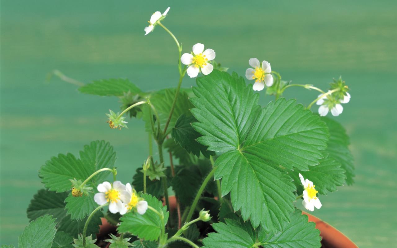 fonds d'écran à base de plantes et la vie #21 - 1280x800