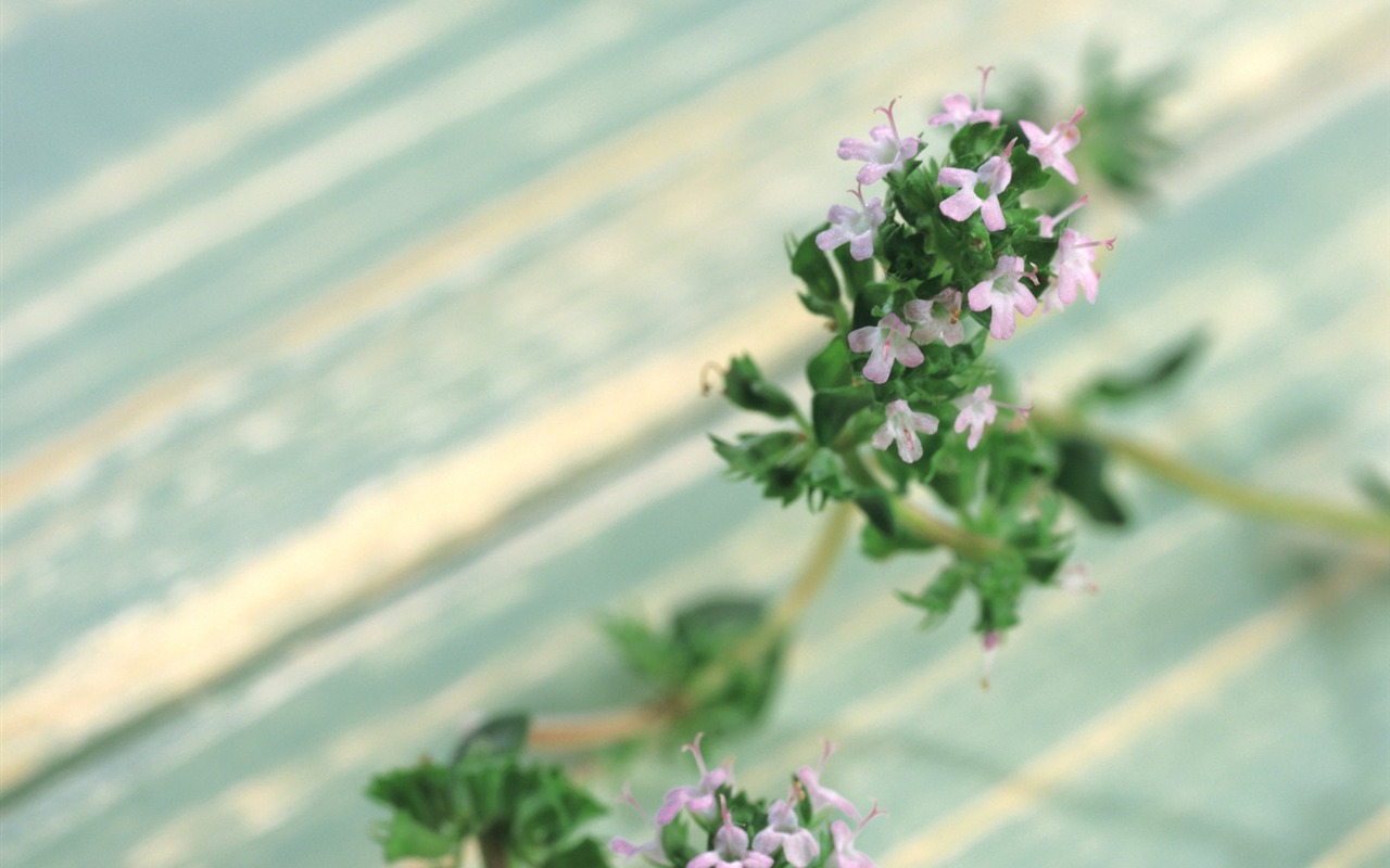 fonds d'écran à base de plantes et la vie #31 - 1280x800