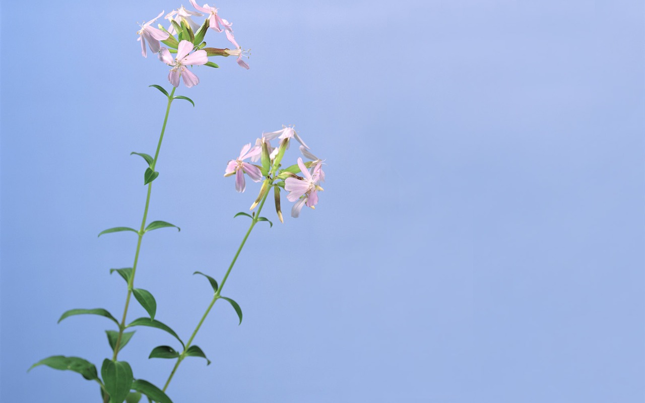 草本生活元素 壁纸专辑32 - 1280x800