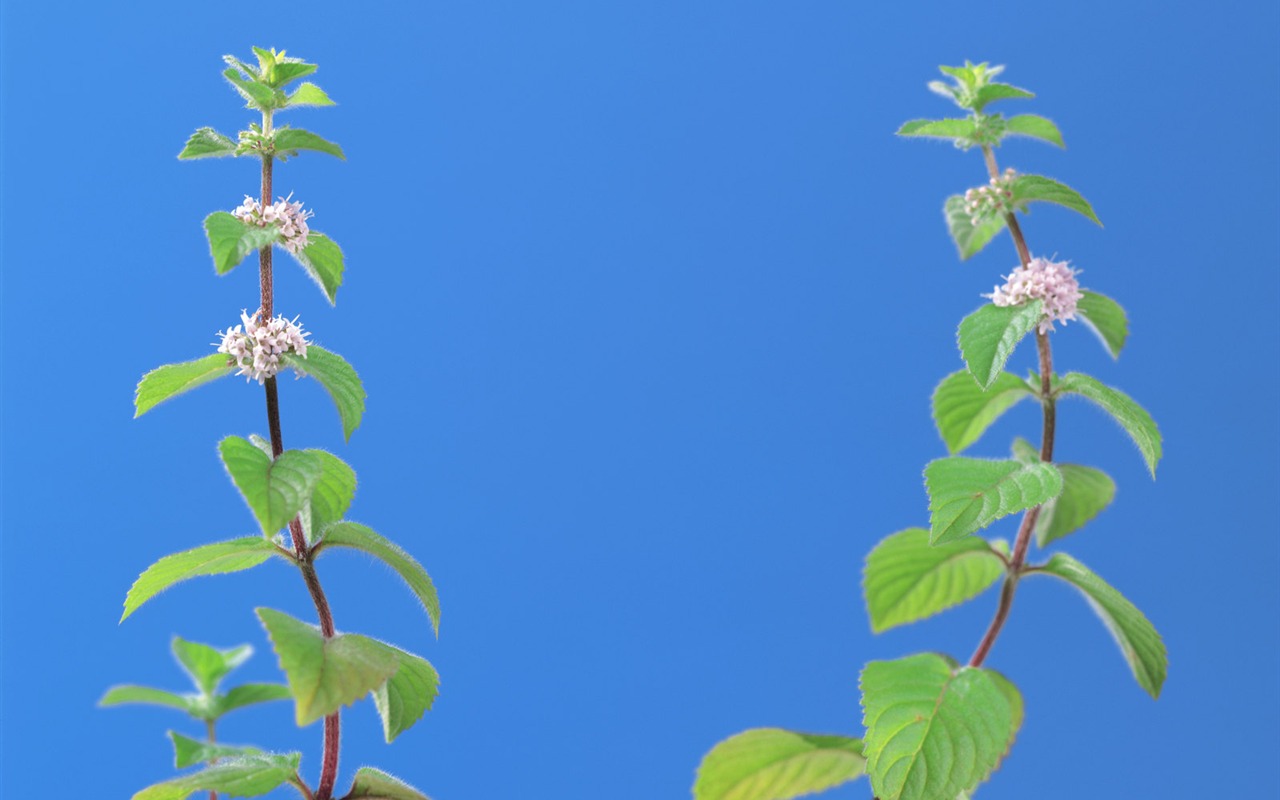 草本生活元素 壁纸专辑37 - 1280x800