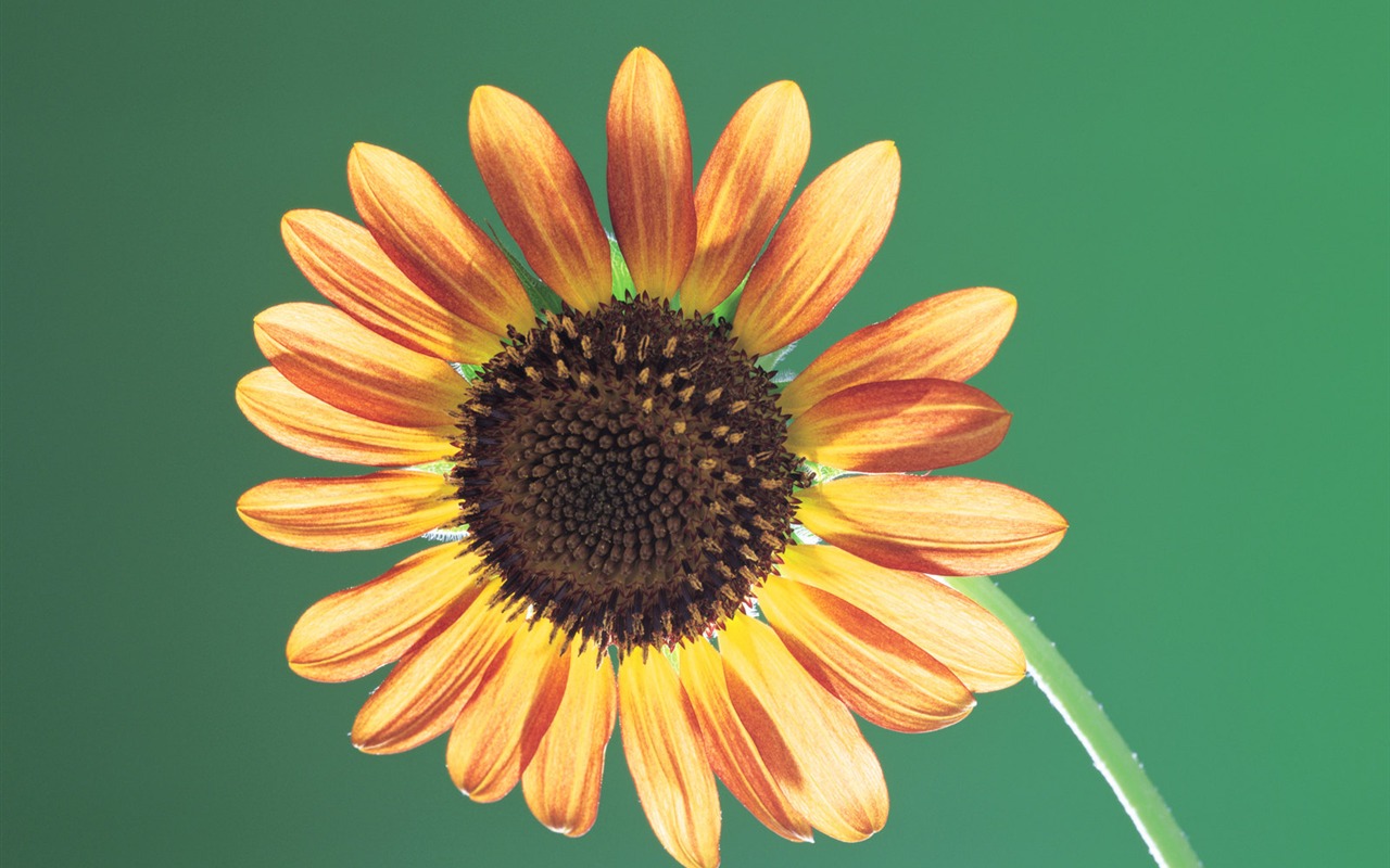 Bylinné-life tapety #39 - 1280x800