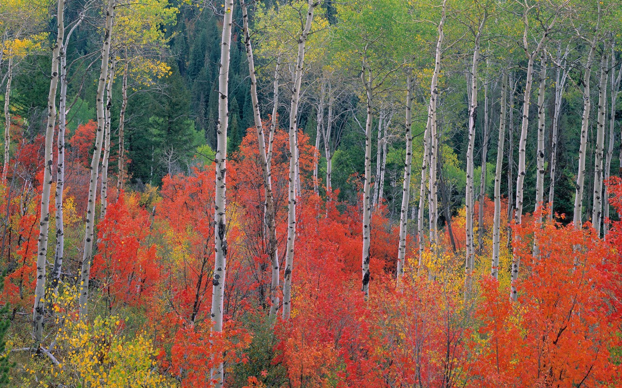 Tapety Krajina Kolekce (54) #11 - 1280x800