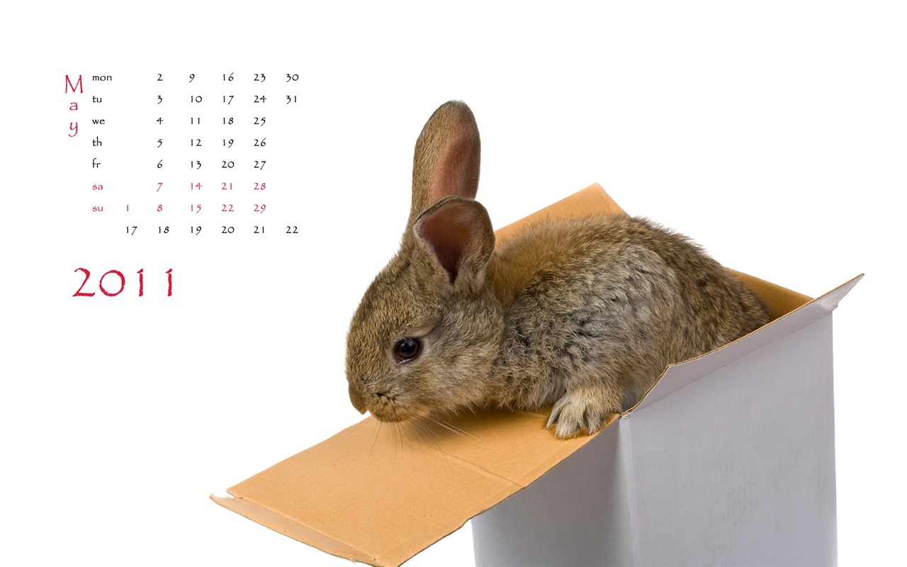 Jahr des Hasen Kalender 2011 Wallpaper (1) #5 - 1280x800