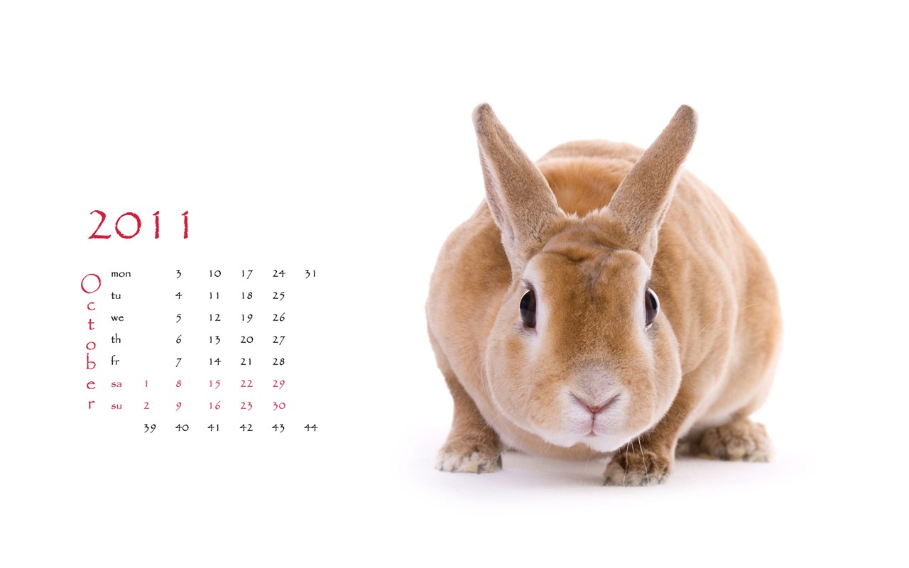 Year of the Rabbit 2011 calendar wallpaper (1) #10 - 1280x800