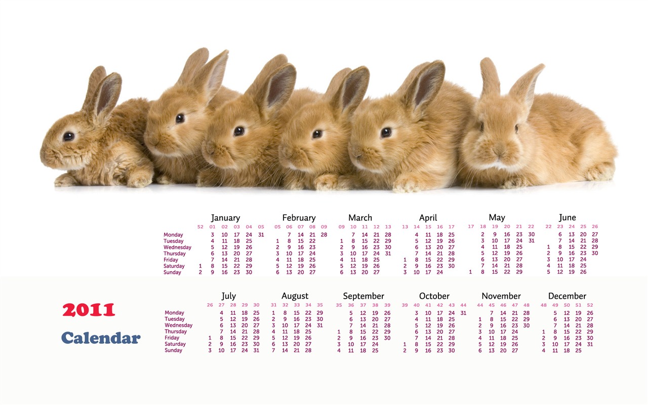 Year of the Rabbit 2011 calendar wallpaper (1) #14 - 1280x800
