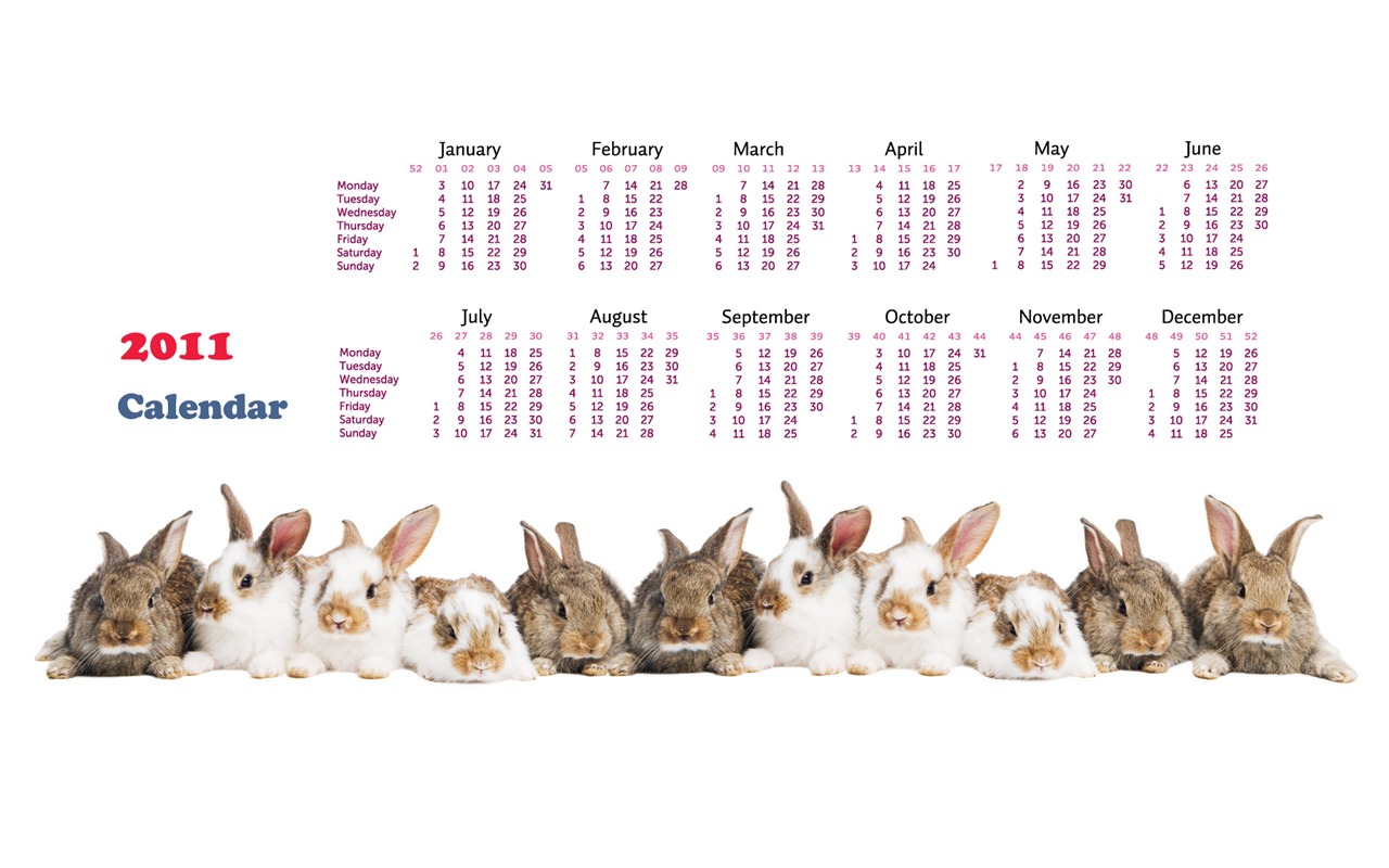 Year of the Rabbit 2011 calendar wallpaper (1) #15 - 1280x800