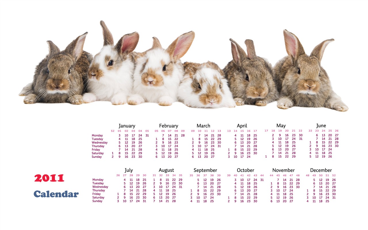 Year of the Rabbit 2011 calendar wallpaper (1) #19 - 1280x800