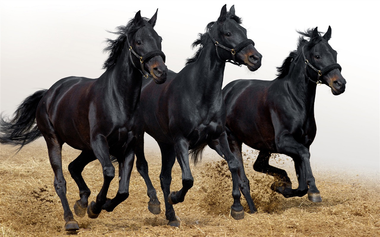 Super horse photo wallpaper (1) #2 - 1280x800