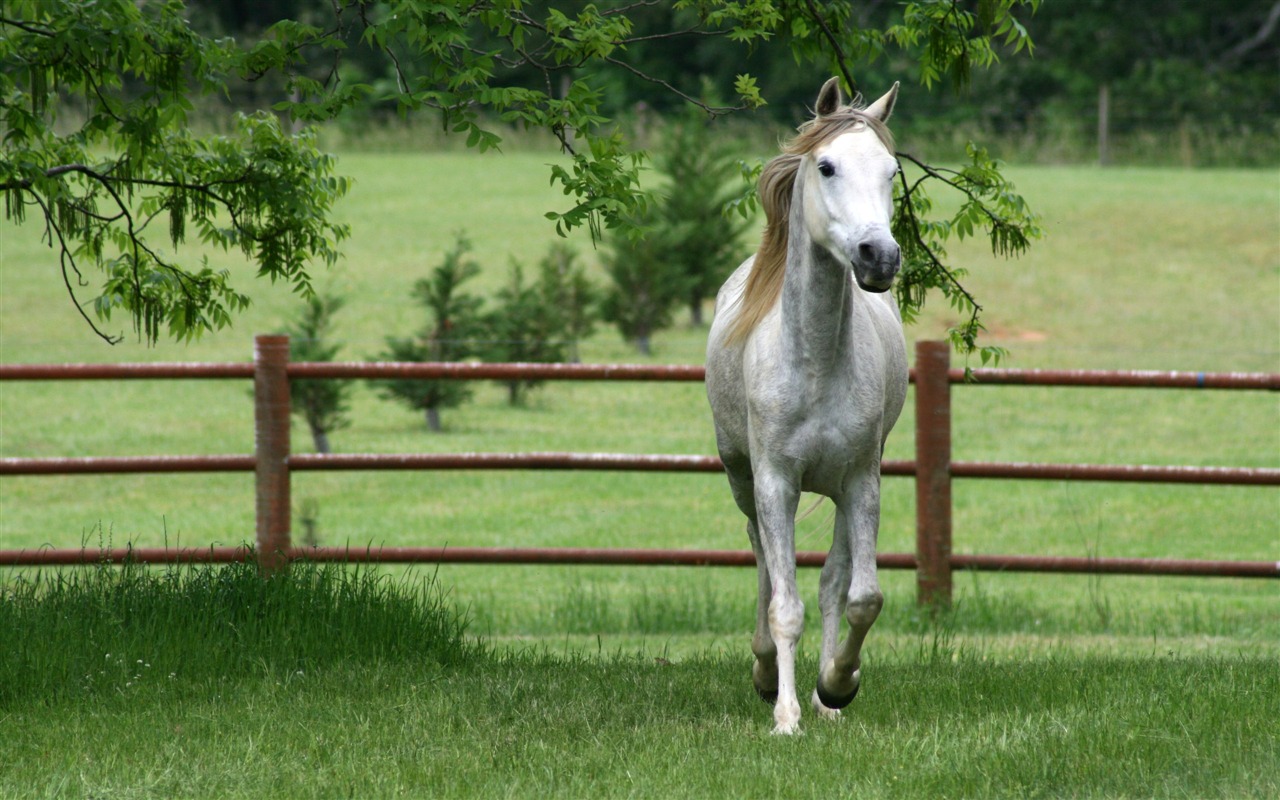 Super horse photo wallpaper (1) #11 - 1280x800