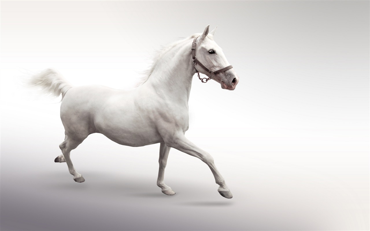 Super horse photo wallpaper (1) #15 - 1280x800