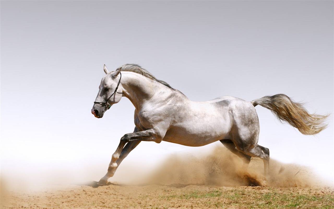 Caballo Super fotografía de fondo (1) #17 - 1280x800