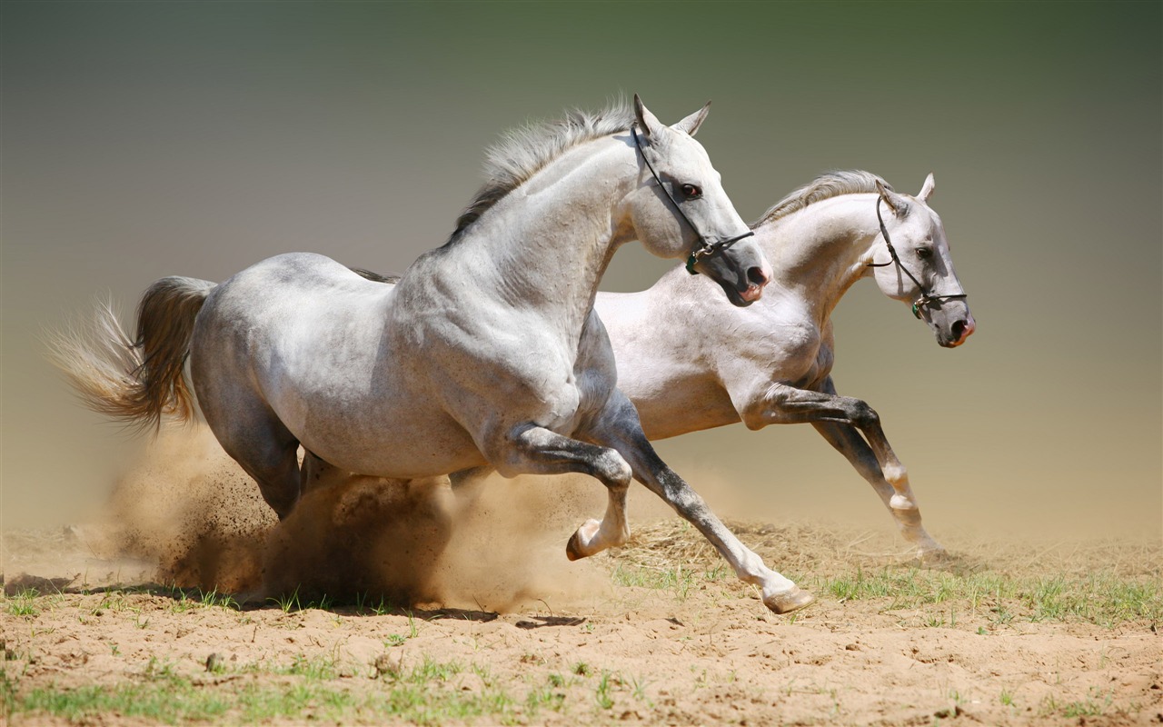 Caballo Super fotografía de fondo (1) #18 - 1280x800